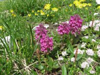 PEDICULARIA VERTICILLATA - PEDICULARIS VERTICILLATA