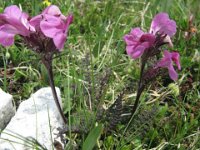 PEDICULARIS ROSEA H 10cm