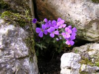 PETROCALLIDE DEI PIRENEI