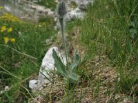 PILOSELLA - HIERACIUM VILLOSUM 1