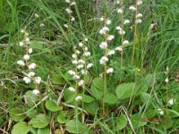 PIROLETTA 1 - PYROLA MINOR