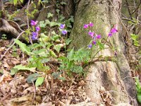 PISELLO MONTANO - LATHYRUS MONTANUS