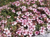POTENTILLA NITIDA - POTENTILLA LUCIDA 1