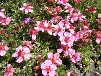 POTENTILLA NITIDA - POTENTILLA LUCIDA 2