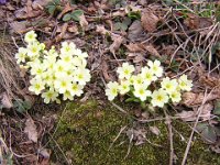 PRIMULA - PRIMULA VULGARIS