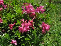 RODODENDRO FERRUGINEO 2