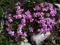 SAPONARIA MONTANA - SAPONARIA OCYMOIDES 2