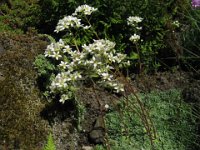 SASSIFRAGA - SAXIFRAGA HOSTII