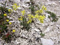 SASSIFRAGA DELLE ROCCE - SASSIFRAGA PANICULATA
