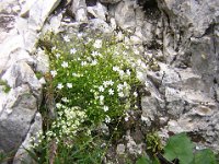 SASSIFRAGA GLAUCA - SAXIFRAGA CAESIA 1