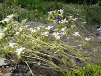 SASSIFRAGA GLAUCA - SAXIFRAGA CAESIA 2