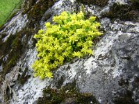 SEDUM ACRE