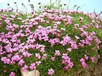 SILENE ACAULE