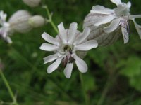 SILENE BIANCA - SILENE VULGARIS