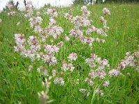 SILENE BUBBOLINA - SILENE ENFLATA - CARLETTO