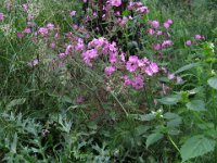 SILENE ROSSA - SILENE DIOICA