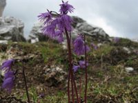 SOLDANELLA ALPINA 1