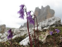 SOLDANELLA ALPINA 2