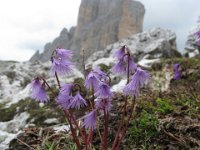 SOLDANELLA ALPINA 4