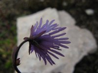 SOLDANELLA ALPINA 6