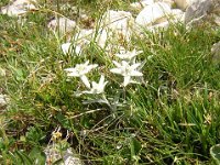 STELLA ALPINA - LEONTOPODIUM 2