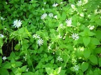 STELLARIA NEMORUM