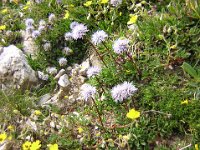 VEDOVELLA CELESTE - GLOBULARIA PUNCTATA 1
