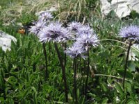 VEDOVELLA CELESTE - GLOBULARIA PUNCTATA 2