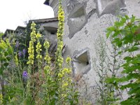 VERBASCO - VERBASCUM THAPSUS 1