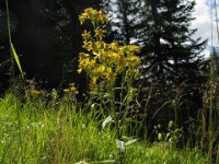 VERGA D'ORO - SOLIDAGO VIRGAUREA - MONTANA