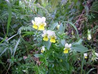VIOLA SELVATICA - VIOLA BIFLORA