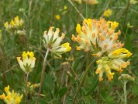 VULNERARIA - ANTYLLIS VULNERARIA 2