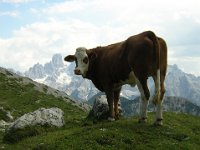 ran  CHE BEO QUA. IL CRISTALLO