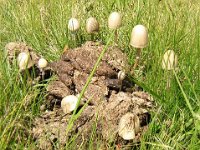 ranw. PANAEOLUS  CAMPANULATUS