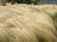 A. STIPA TENUISSIMA . crespe del prato .