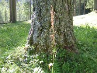 ACETOSA - RUMEX ACETOSA poligonacee