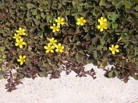 ACETOSELLA GIALLA - OXALIS CERNUA Oxalidacee m-m