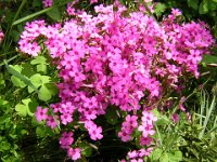 ACETOSELLA ROSEA - OXALIS ACETOSELLA Oxalidacee m..