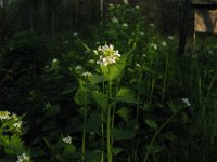 ALLIARIA - ALLIARIA OFFICINALIS crucifere