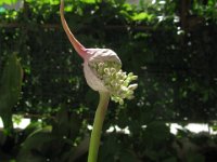 ALLIUM 0