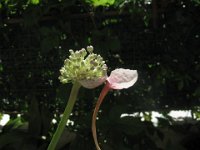 ALLIUM 01