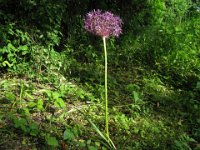 ALLIUM 1 Liliacee g l