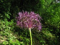 ALLIUM 2
