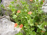 ANAGALLIDE -  ANAGALLIS ARVENSIS 1  Primulacee g-s