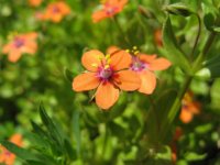 ANAGALLIDE - ANAGALLIS  ARVENSIS 2