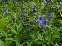 ANCHUSA