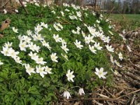ANEMONE NEMOROSA 0