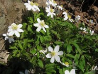 ANEMONE NEMOROSA 1 Ranuncolacee m.a