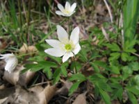 ANEMONE NEMOROSA 2