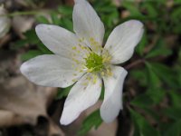 ANEMONE NEMOROSA 3